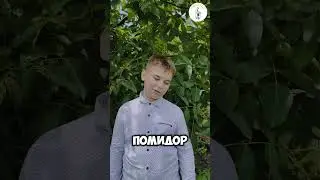 Подшивать помидоры