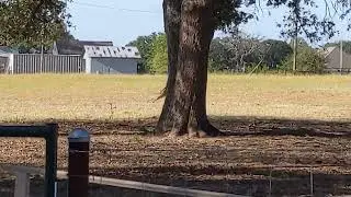 This horse is almost good at hiding