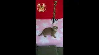 Как разговаривает каракет. Caracat from VIPLEO®.