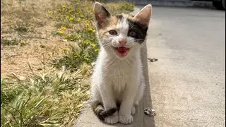 A lonely kitten meows in the street because it is hungry.🥹❤️‍🩹