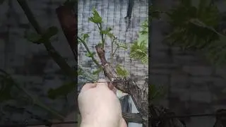 Простая весенняя формировка винограда! 
