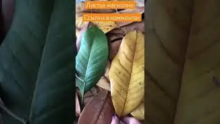 DIY Листья магнолии для творчества и декора #длядекора #дляфлориста #длятворчества