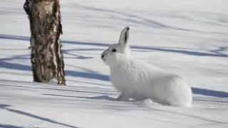 ОХОТА на ЗАЙЦА ФИНСКАЯ ГОНЧАЯ ЗАЯЧЬИ ТРОПЫ в ПОИСКАХ ЗАЙЦА