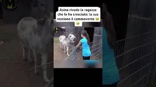 Piango 