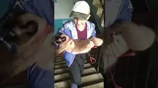 Кот Эверест идет домой
