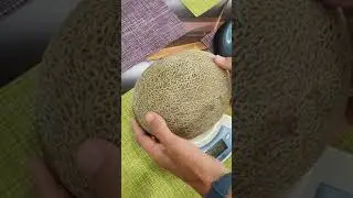 Дыня Нимфа от семена партнёр 