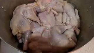 Курица холодного копчения целиком (мокрый посол)