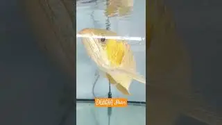 Dunia Ikan