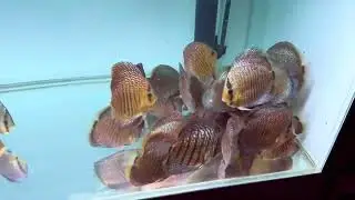 Аппетит и дискусы