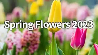 Spring Flowers 2023