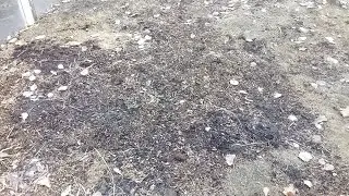 Самый простой способ посадки арбузов и дынь