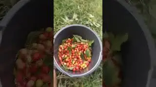 #работастаницауражай