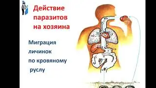Лекция №1 Паразитизм как экологическое явление
