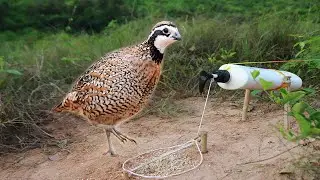 Simple Unique Quail Bird Trap using Soap Battle & Wood