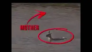 The Sacrifice of a Mother