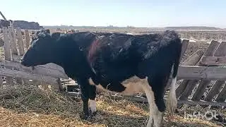 Нетель готовится на отел.
