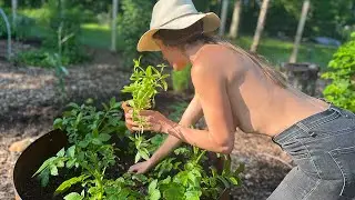 Building an Edible Food Forest | Direct Sow vs Transplanting | Yin Yang Garden