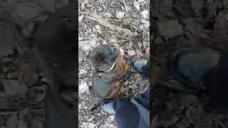 staffordshire bullterier Nessie 8months