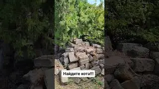 Срочно!! Найдите кота!!! #блогер #путешествие #животные #кот