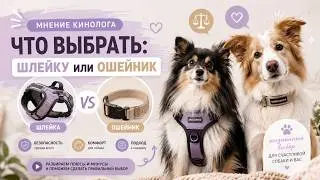 DOG TRAINER: COLLAR or HARNESS? Which is better for your dog?