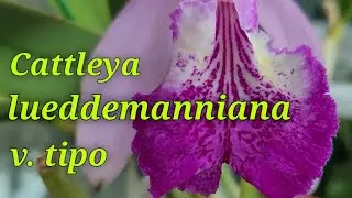 Cattleya lueddemanniana v.tipo очередное домашнее цветение.