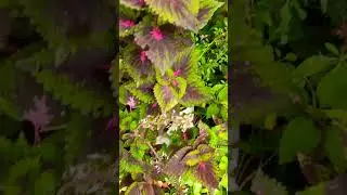 #LeafyGreens #PlantCare #GardeningTips #BotanicalBeauty #VibrantFoliage #Natures #GardenInspiration