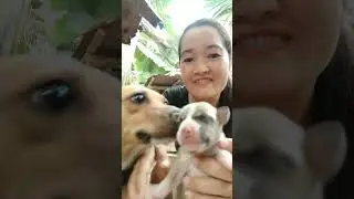 mother dog loving her puppies #youtubeshorts