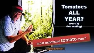 The Indoor Tomato Challenge: Weekly Harvest Experiment, Part 3: Harvesting