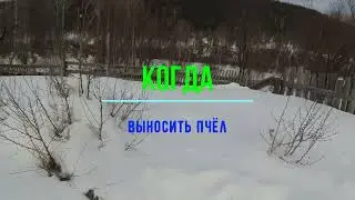 КОГДА НАДО ВЫНОСИТЬ ПЧЕЛ НА ОБЛЕТ С ОМШАНИКА