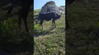 Бычок !💪💪