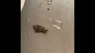 Fridge Leaking? It Might Be a Clogged Drain!