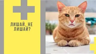 Лишай, не лишай?