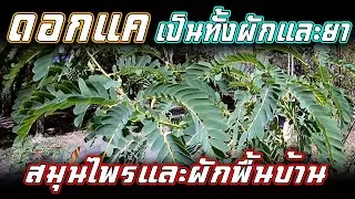 แคบ้าน ดอกแค ต้นแค | แคบ้านดอกขาว ประโยชน์ และ สรรพคุณ | #แคบ้าน #ดอกแคสรรพคุณ
