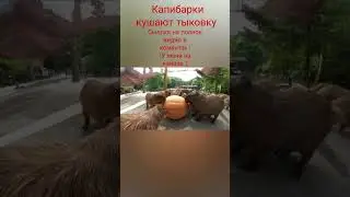 #рек #like #shorts #подпишись #top #рекомендации #short #лайк #shortvideo #капибара
