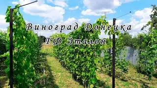 Виноград Эталон 2022