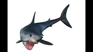 Rigged and animated 3d tiger shark free download