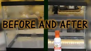 How To Clean Hard Water Stains From Old Enclosures // Safe For Reptiles, Amphibians, and Inverts