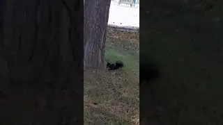 Бельчонок Черныш на стадионе Ленина