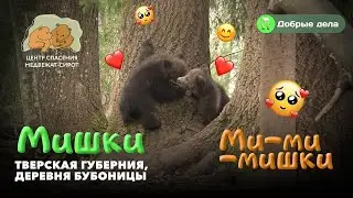 ДВИЖЕНИЕ ВВЕРХ! Медвежата учатся залезать на деревья.