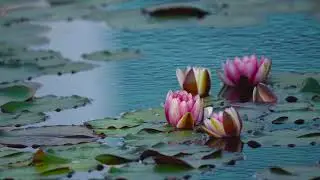Nature - Water Lilies