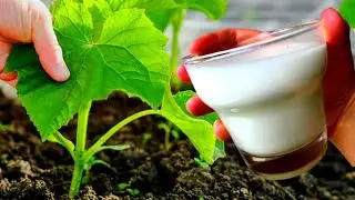 URGENTLY GIVE THE CUCUMBERS MILK THEN YOU WILL THINK WHERE TO DO THEM!!! SUPER Cucumber Feed