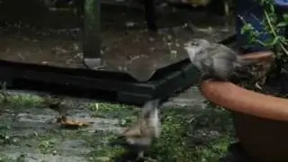 Nature: A young sparrow discovers a new world