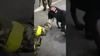 A dog gives Ukrainian soldier a high-five #shorts