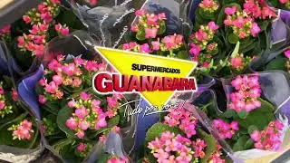 Kalanchoe é no Guanabara!