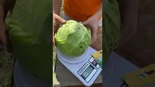 Капуста, устойчивая к растрескиванию👌🏻Гибрид Пандион | Усадьба-Семена