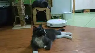 Кот боится робота... пылесоса