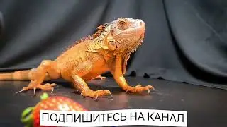 Клубника. #Клубника