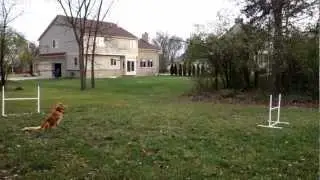 Orry's Backyard Agility  (in HD !!!)