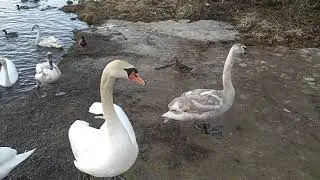 Словенские ключи