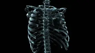 human skeleton rotating 3d animation